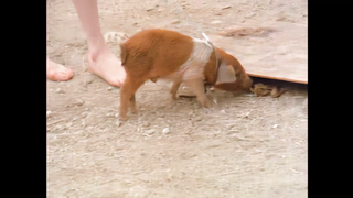 The Pigkeepers Daughter (1080)