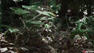 Clash of Vikings - V1