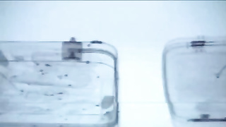 De París a New York ....azafatas