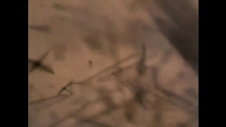 Sex Apocalypse 12 (AI Upscaled 720p) (720) 2 video