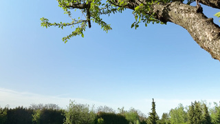 Hunting Chick (1080)