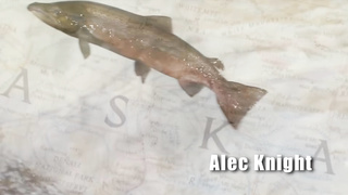 Who's Nailin Paylin Parody