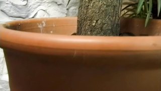 Chris Charming vs Peggy Sue (big naturals), Classic HQ Enhanded, Vintage