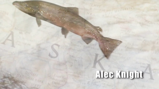 Who's Nailin Paylin Parody (1080) (1080)