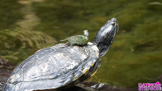 Sophia Locke - My Stepmom Is The Perfect Date (16.04.2026) rq