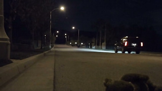 The Adventures Of A Teddy Bear