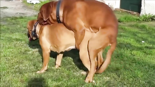 Good Dog Fukking xxx