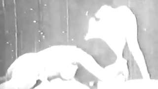 porno clasico 12 video