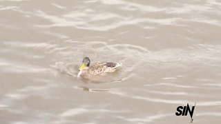 Duck Season (2020) Antonia Sainz