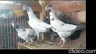 indian pigeon fuck