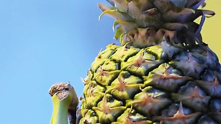 Afterglow (2021) Rachel Starr