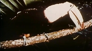 Love Bites 1985