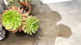 Flexible brunette Teen Charlotte Sins letting PornDude creampie her deep pussy hole