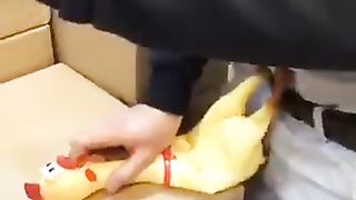 Sex with rubber chicken