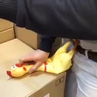Chicken - Sex with rubber chicken