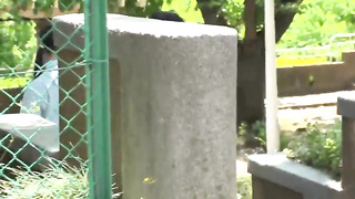 [PIYO-095] Hyoko Anniversary Celebration. Young girls Who Can’t Refuse – And The Older Guys Who Want