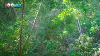 Young desi girl fucking in forest