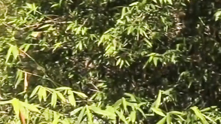 L A N E Y . G R E Y . P O V