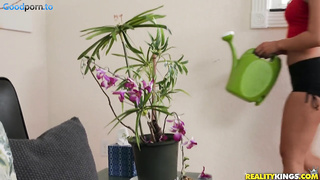 Katana Kombat - Planting Seeds