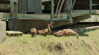Kiskisan