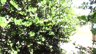 Lily Rader  Hermanos  Amor Furtivo 1 Sub Esp